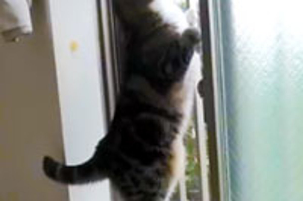 Maru Finds a Bug