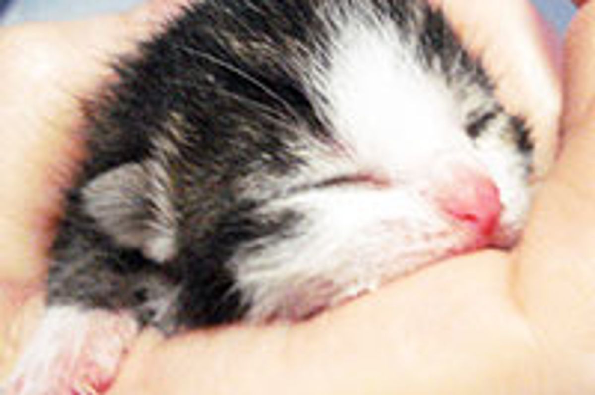 Kitten Rescued at Brooklyn Botanical Garden: From Orphan to Happy Cat