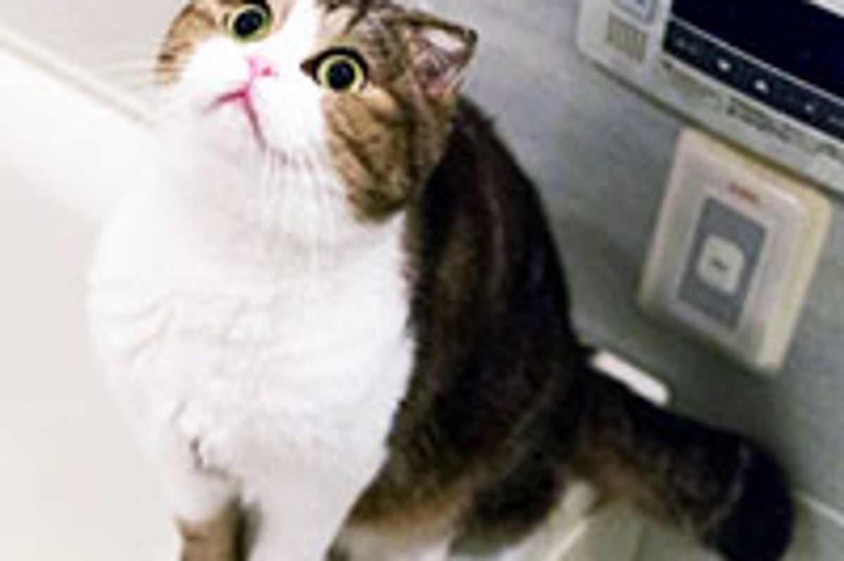 Nekoyanagi, the Maru Look-alike