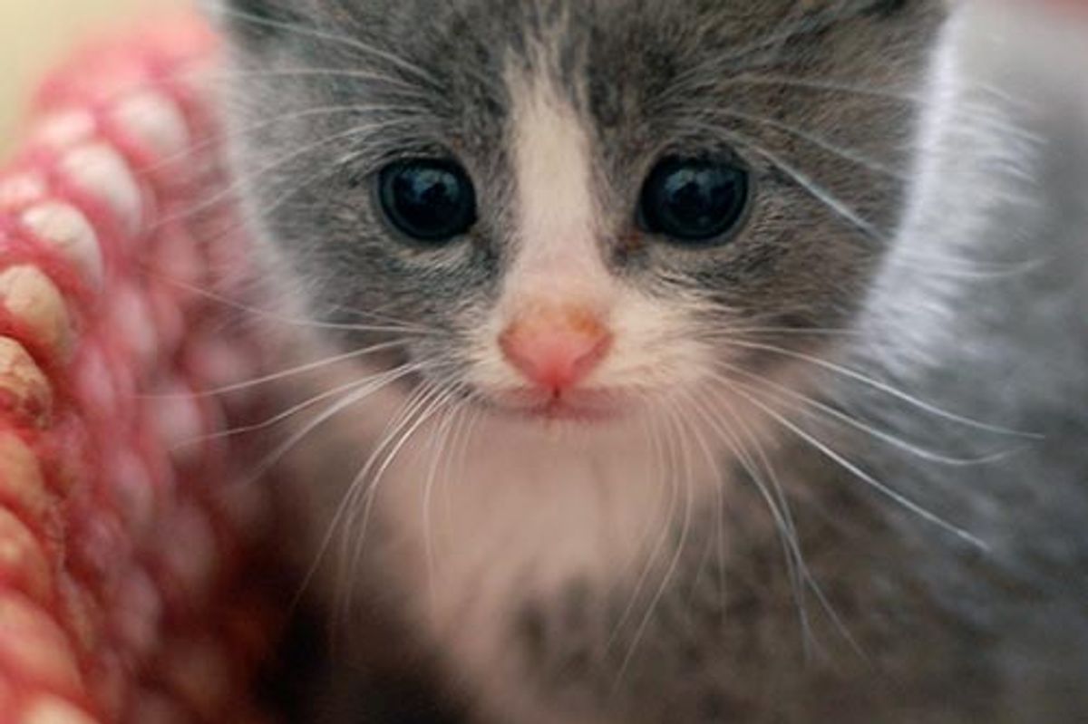 Tiny Grey Kitty All Grown Up
