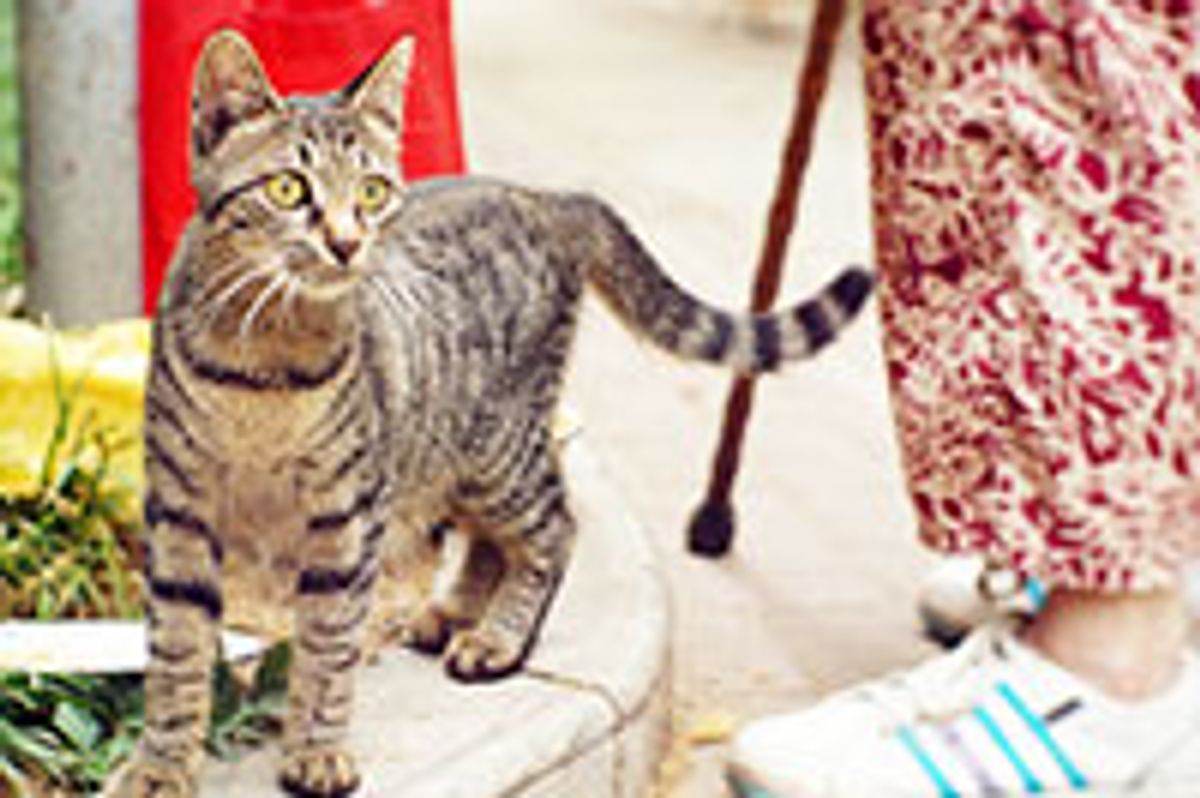 Friendship Between Feral Cat & Elderly Woman