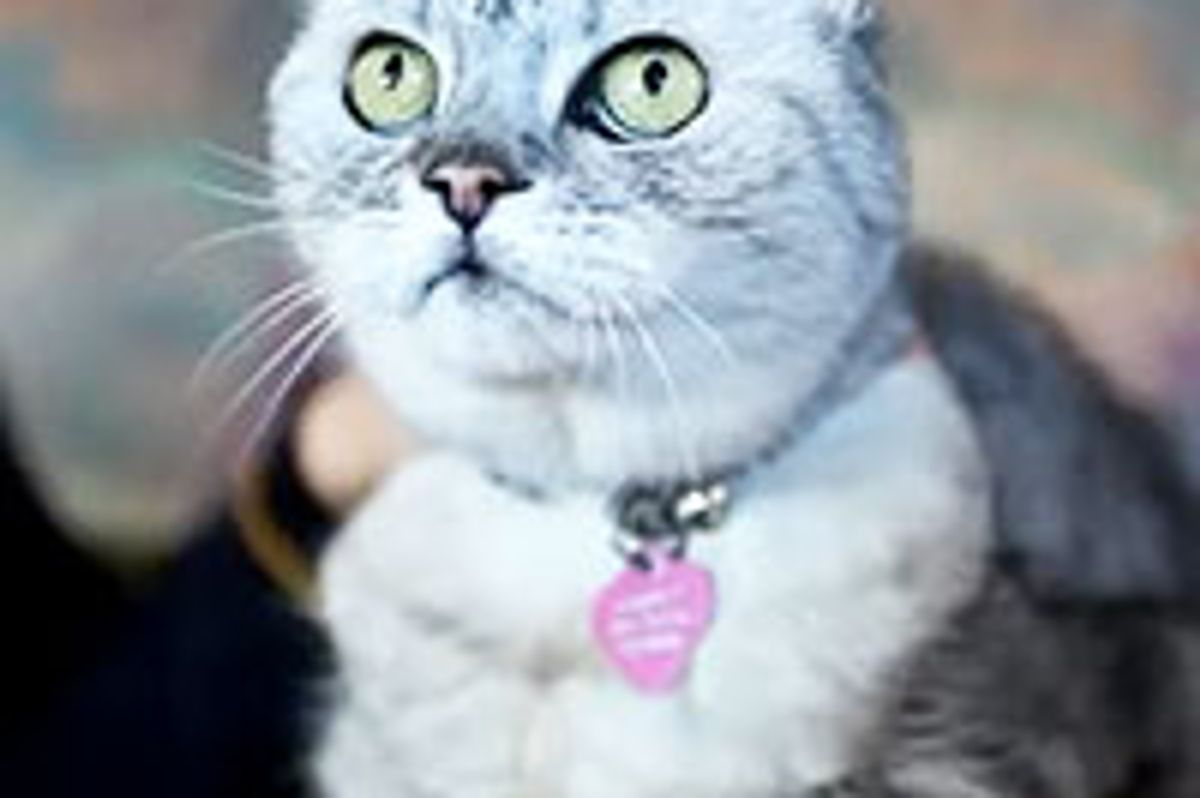 Smokey, World's Loudest Purring Cat