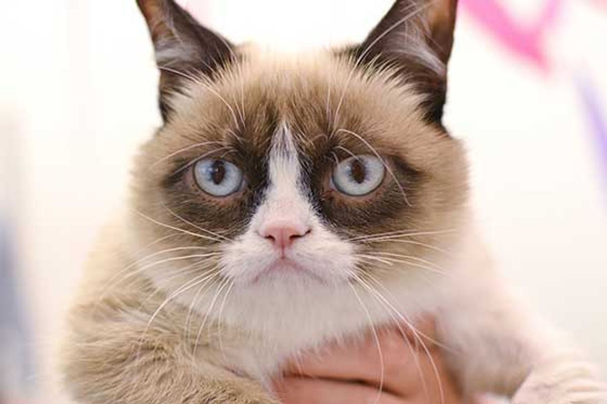 Grumpy Cat Has a Grumpy Monday at Buzzfeed Office