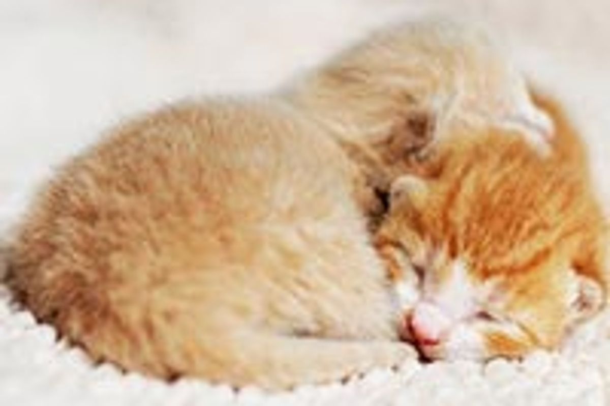 Tiny Furballs Turn into Lovely Cats