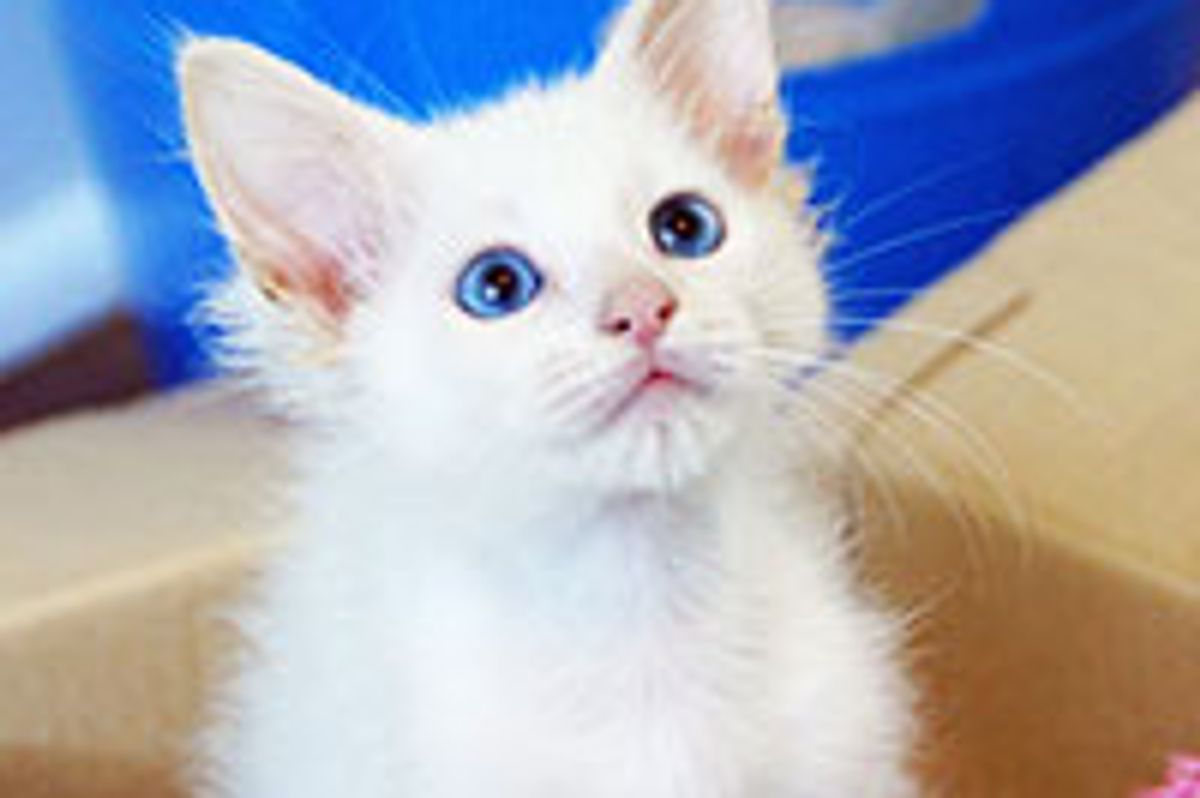 A Second Chance Changes Tiny Kitty's Life Forever