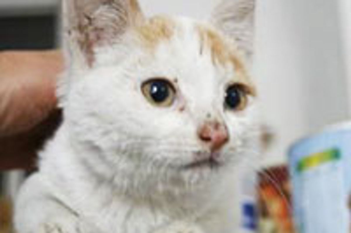 Volunteers Celebrate Saving 500 Cats from Meat Trade