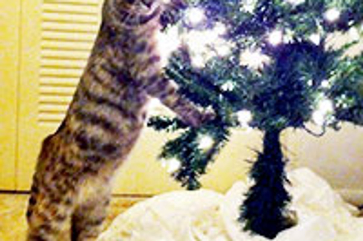 Cat Impressed by Cat-free Anti-gravity Christmas Tree