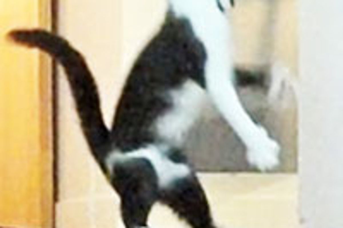 The Nutcracker by Kodi the Cat