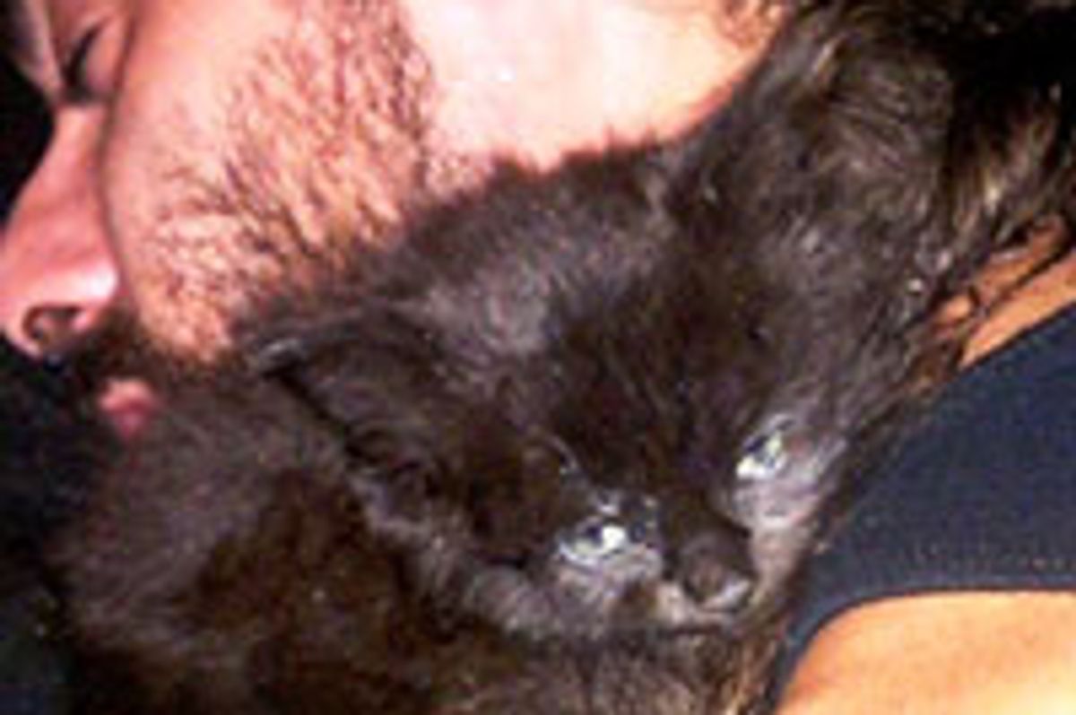 Man Finds Kitten During 12 Mile Walk Home After Flat Tire