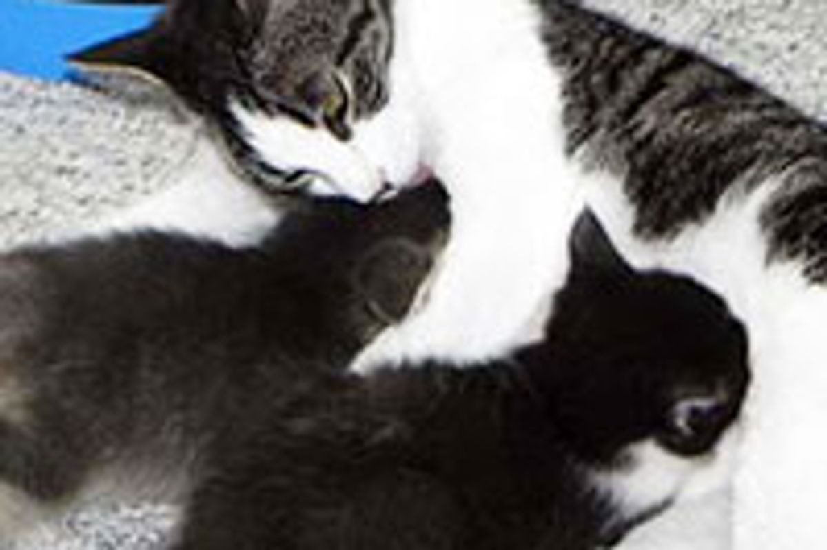Orphan Kittens Adopted by Rescue Mom Cat