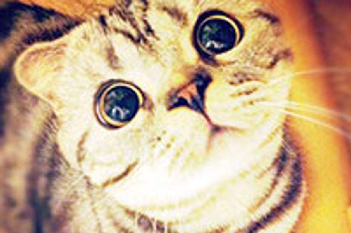 Shishi-Maru the Painfully Cute Kitty, Interweb's Newest Star