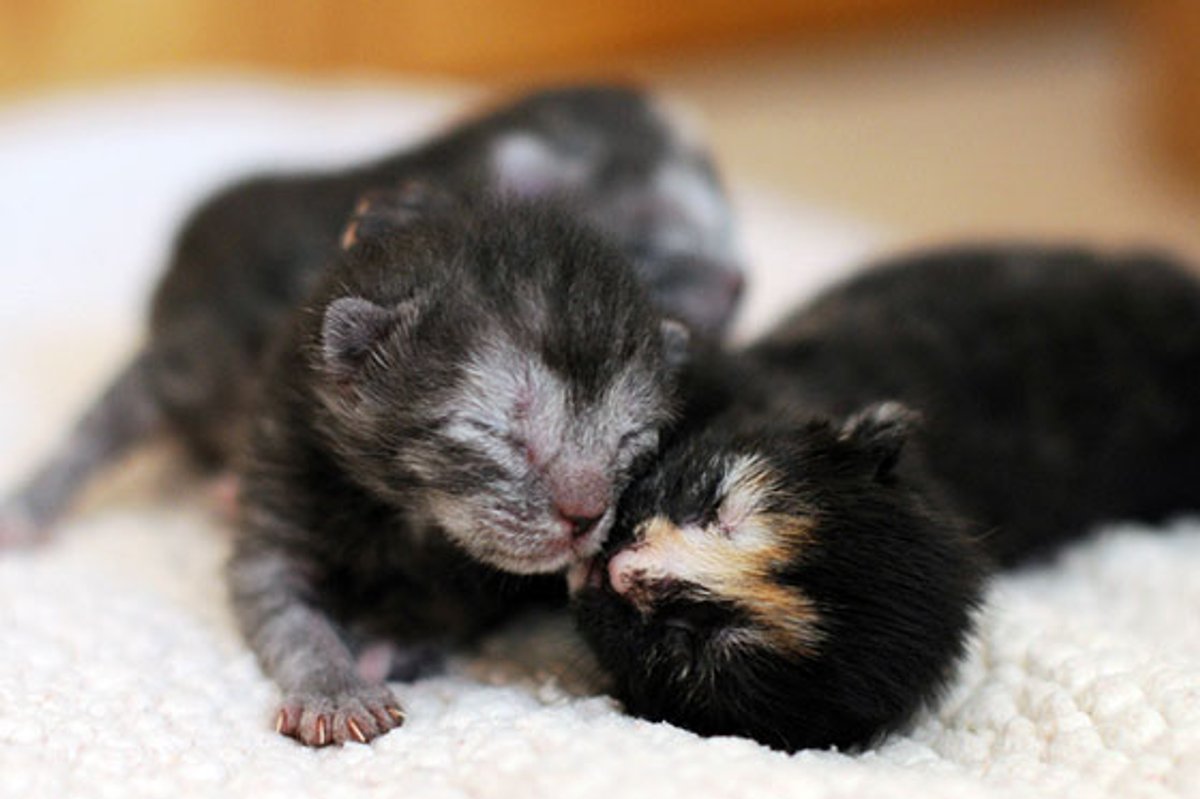 Foster Journey of Sister Kitties