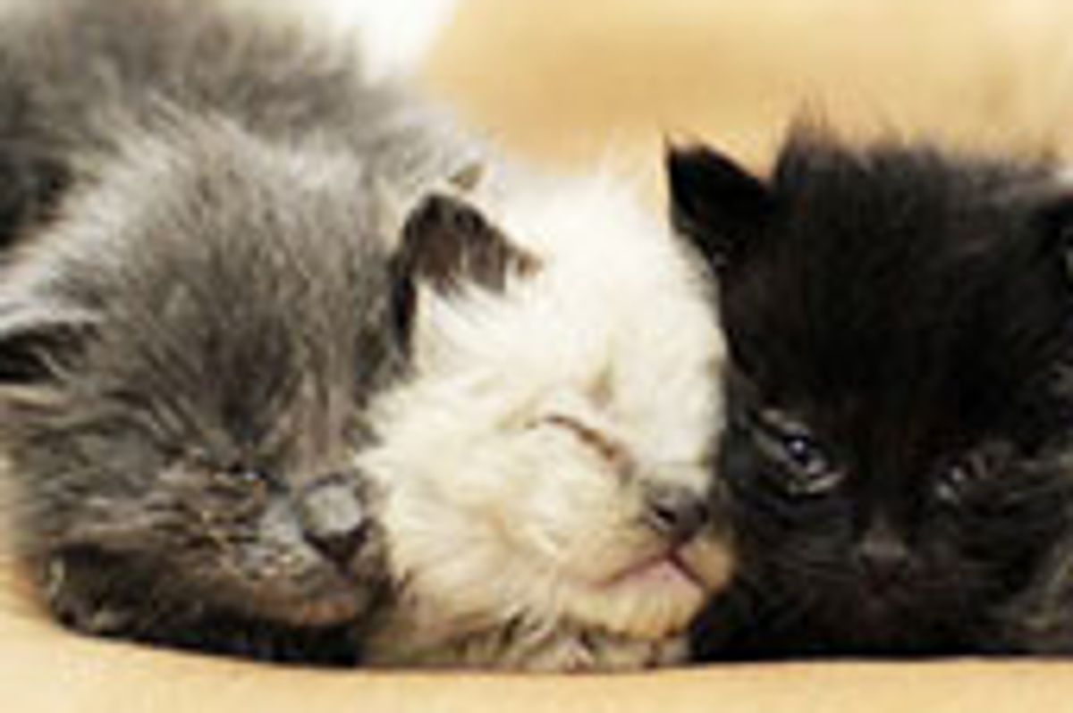 Six Furry Little Souls from Goopy Eyes to Forever Homes