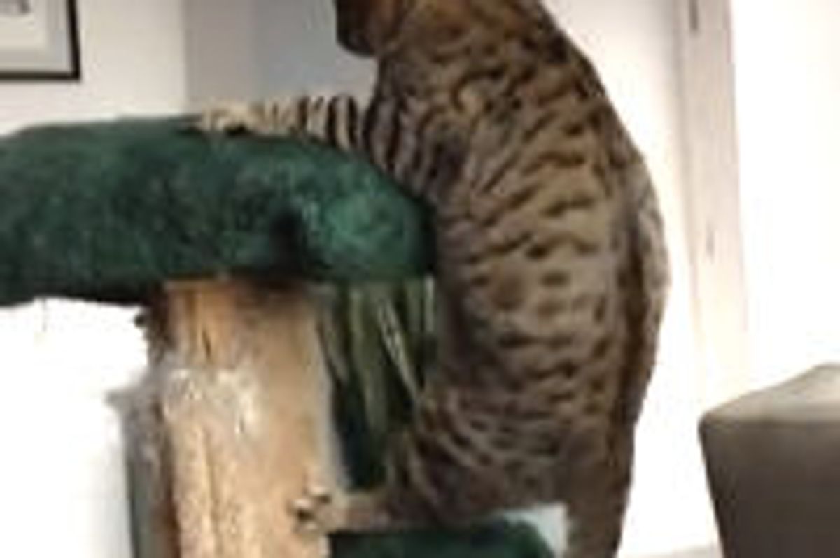 Oskar the Blind Cat and The Cat Tree