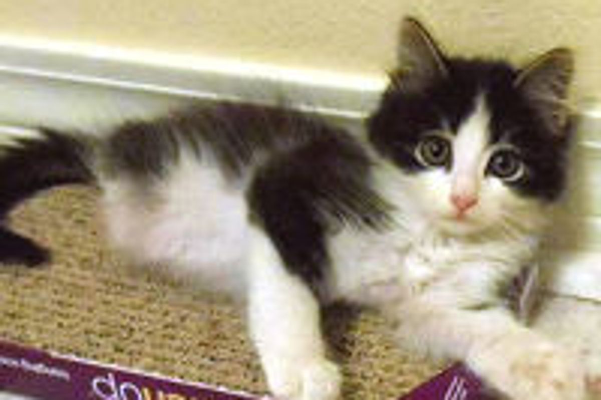 Journey of 2 Legged Cat Anakin Born Without Back Legs (Then & Now)
