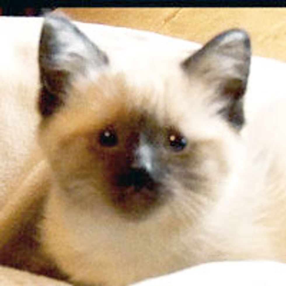 Blind Kitten with 'Backwards' Legs Finds a Second Chance