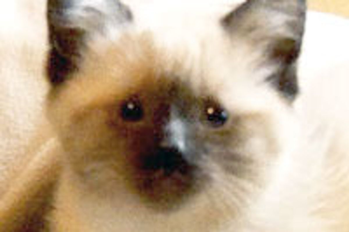 Blind Kitten with 'Backwards' Legs Finds a Second Chance