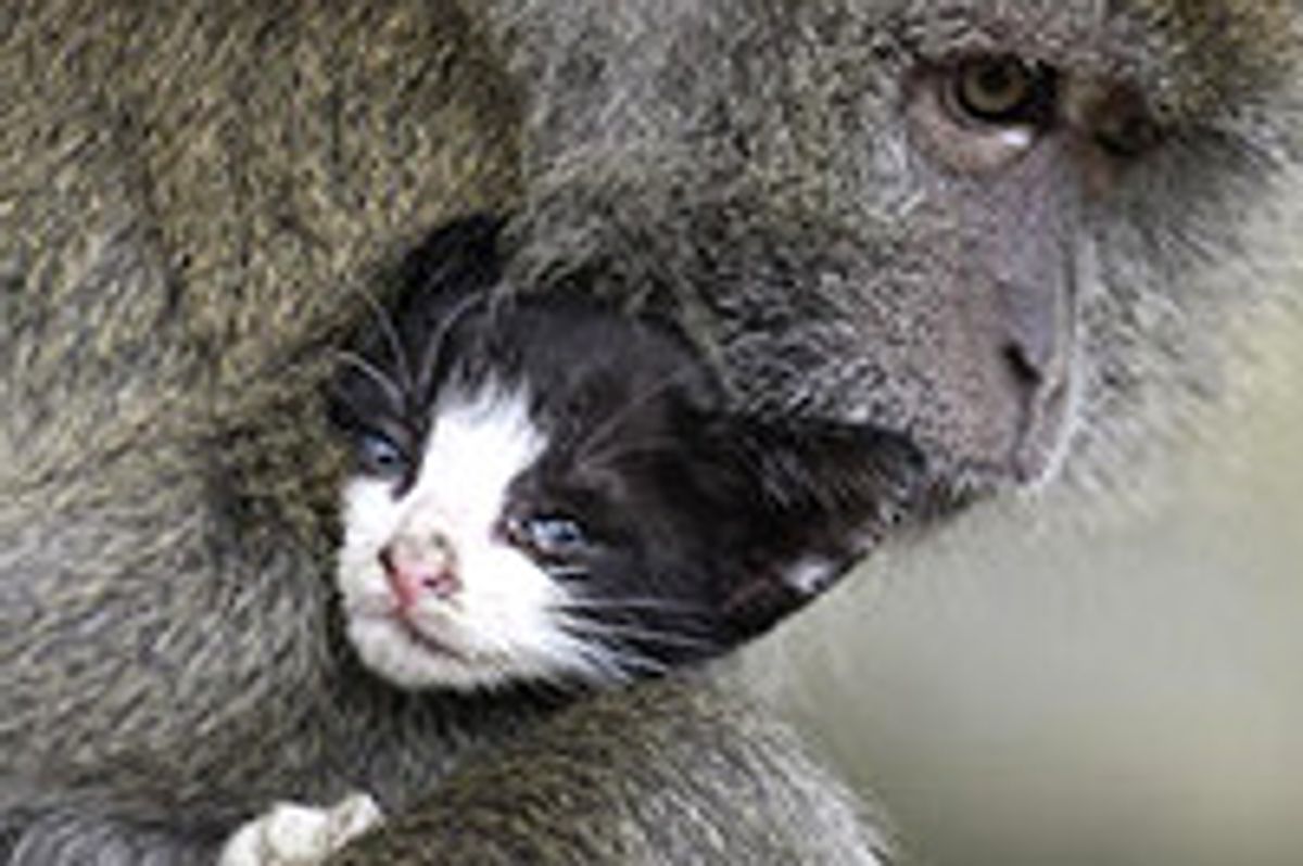 Kitten In Indonesia Adopted by Monkey