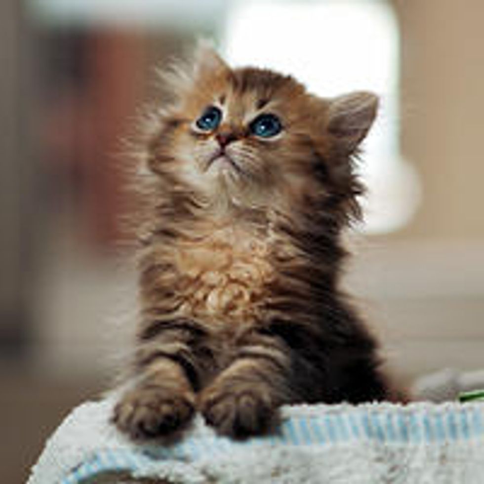 Her First Christmas, Kitty Daisy Then & Now