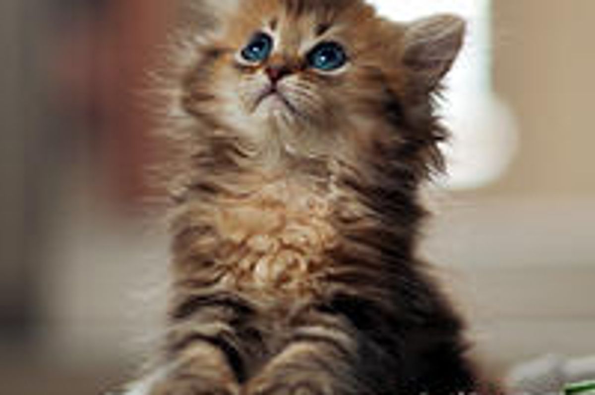 Her First Christmas, Kitty Daisy Then & Now