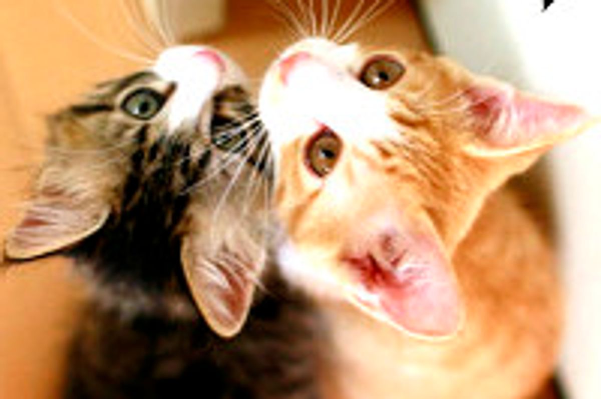 Kitties Find Each Other in Forever Home, Become Best Friends