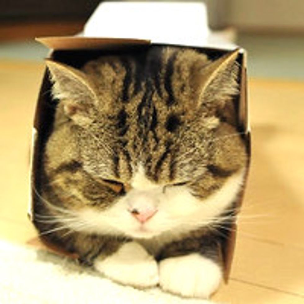Maru and His New Box