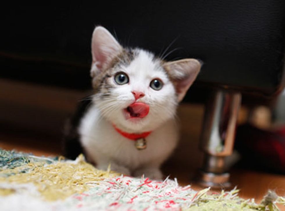 Little Kitty Has Come a Long Way