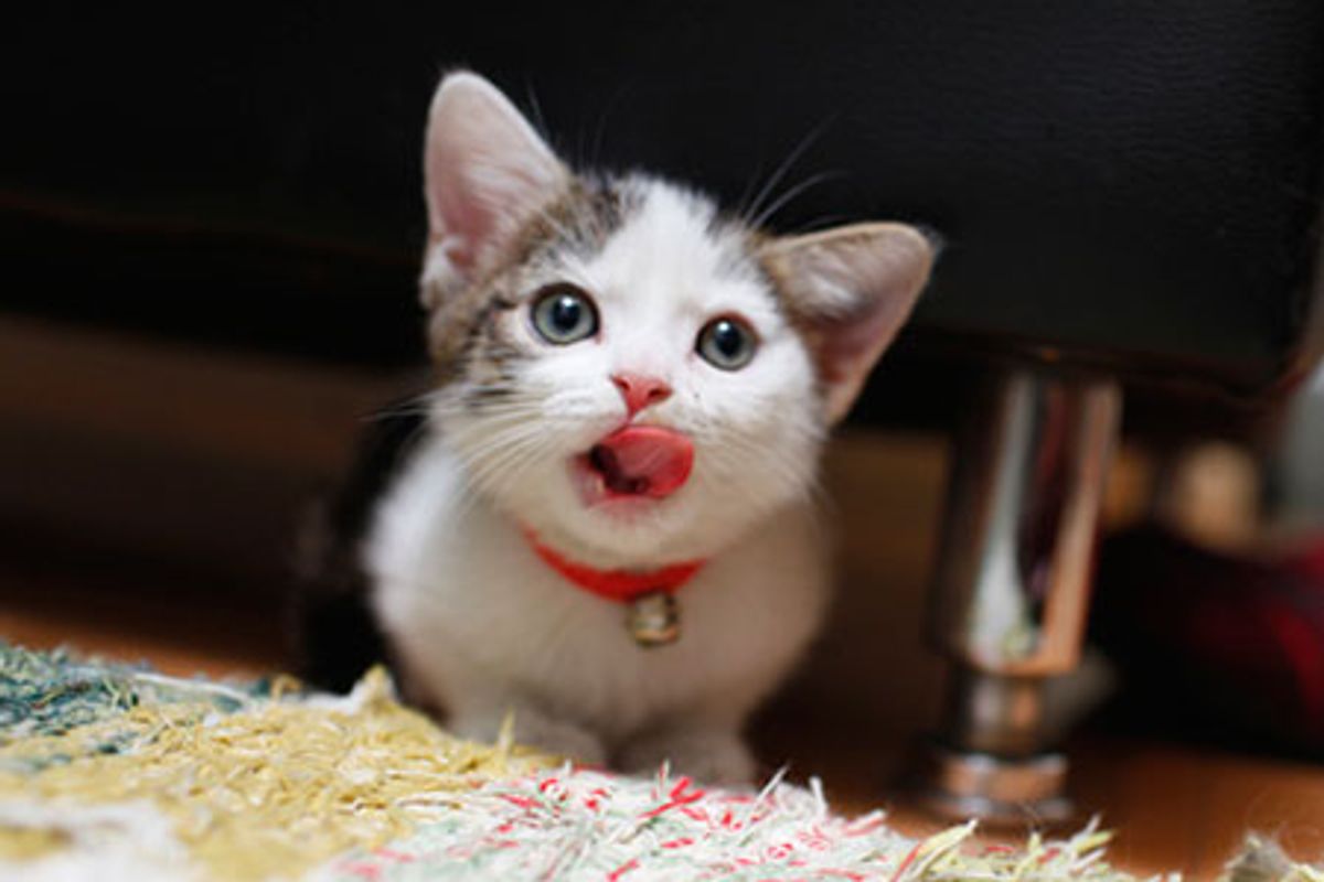 Little Kitty Has Come a Long Way