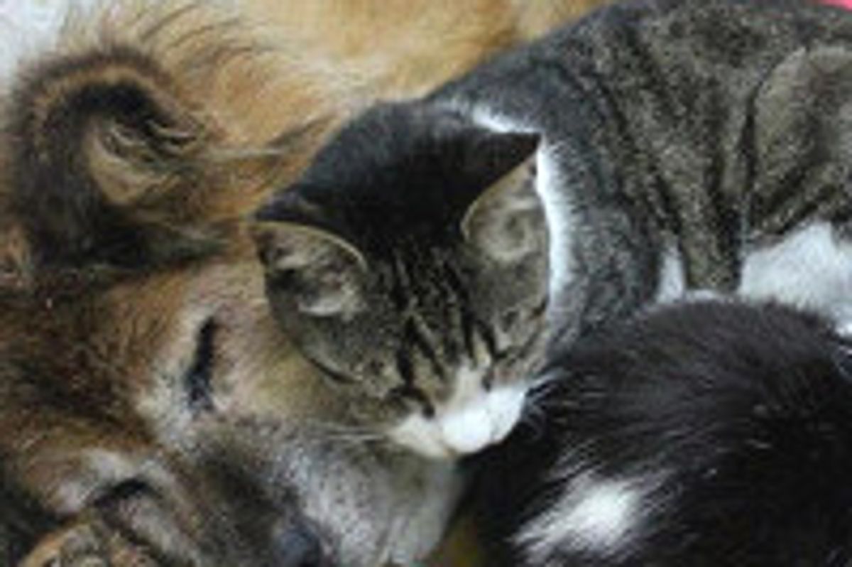 Shelter Cats Keep Rescue Dog Company