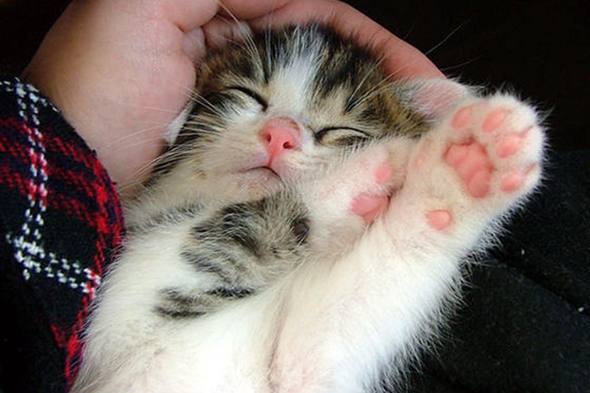 Pete the Kitty Found in Park: Then & Now