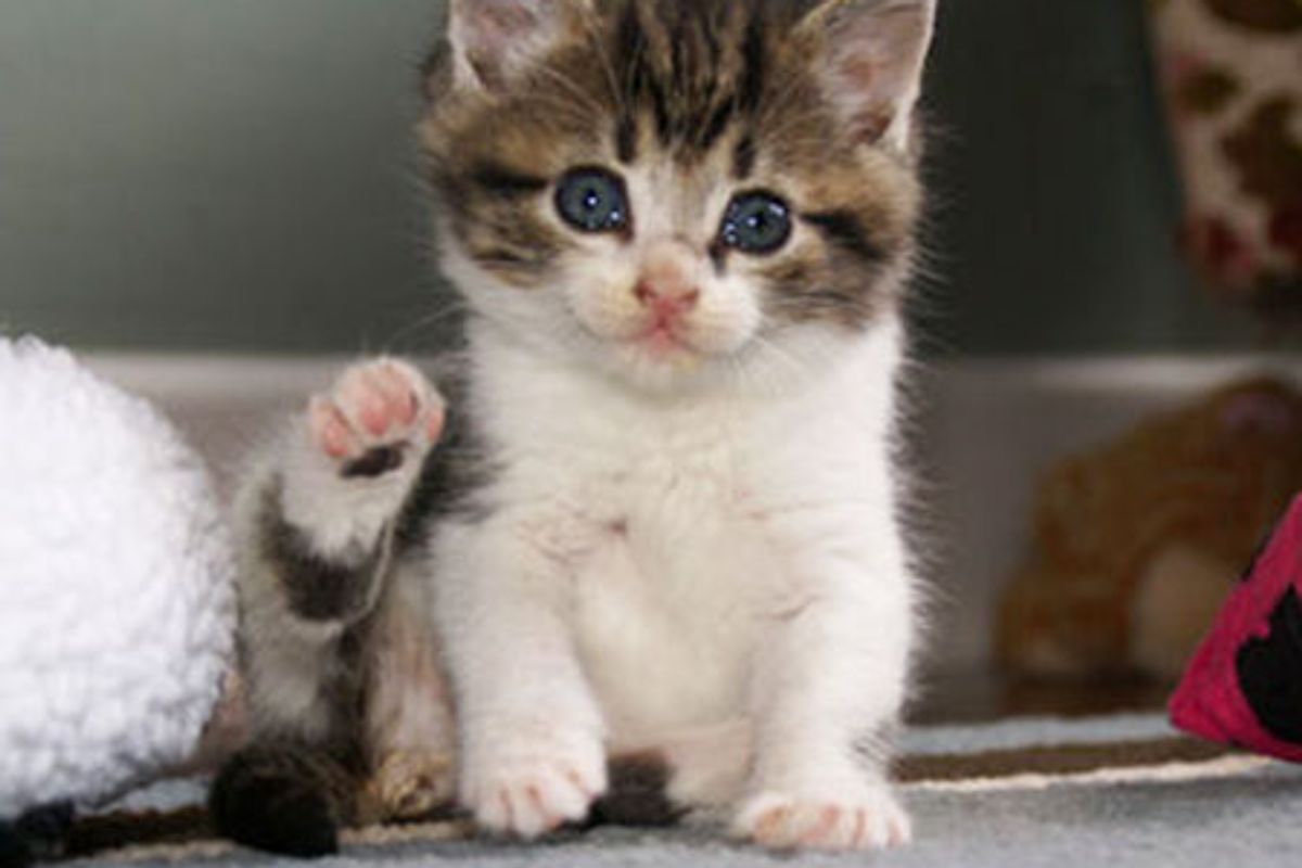 Hutch the Rescue Kitty and His Journey