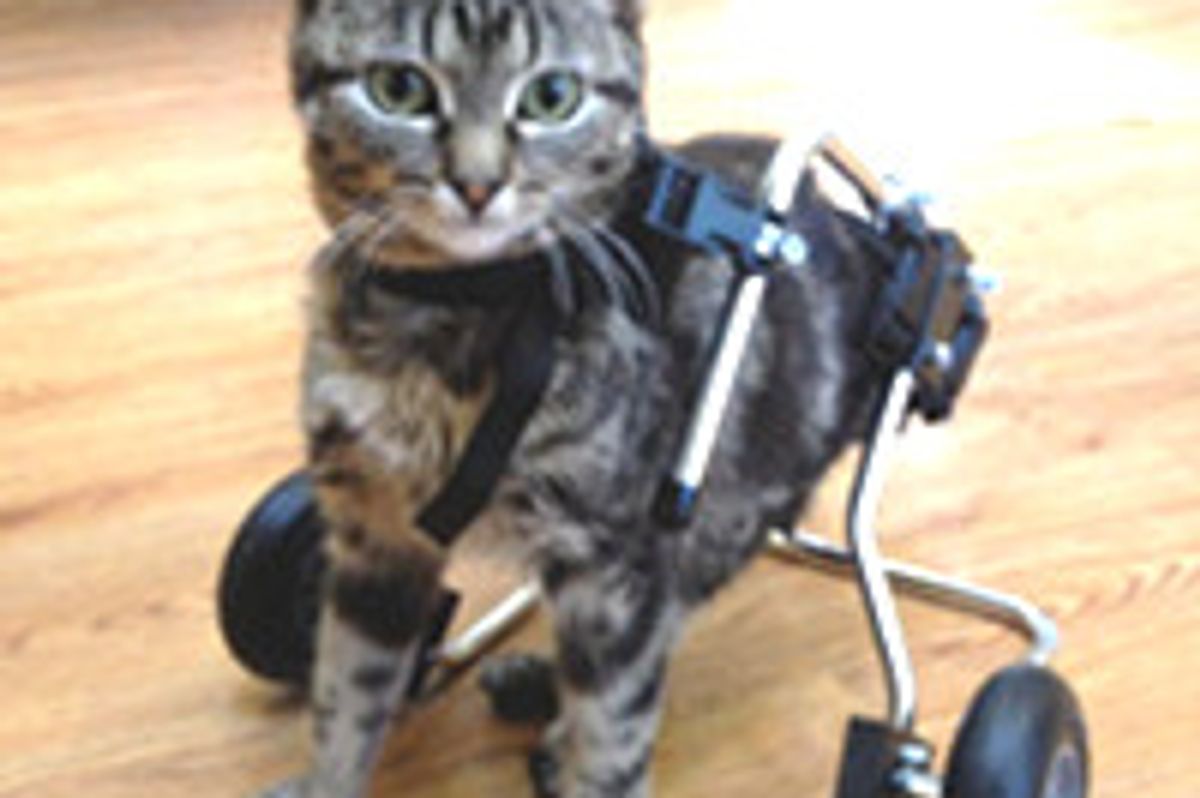 Dot Special Cat with Spina Bifida Inspires Many with Her Story