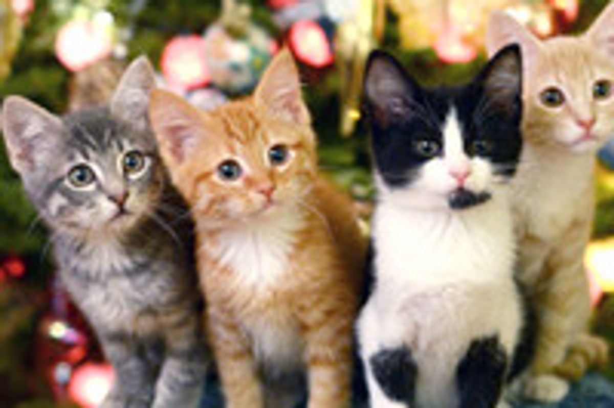Four Kitties Find Forever Homes For Christmas