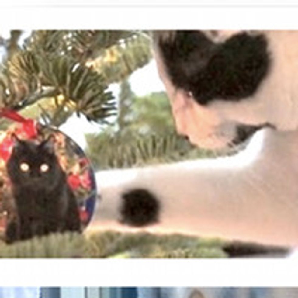 I'm Climbing Up The Christmas Tree Neow!