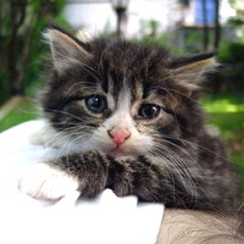 Buster the Feral Rescue: Then & Now
