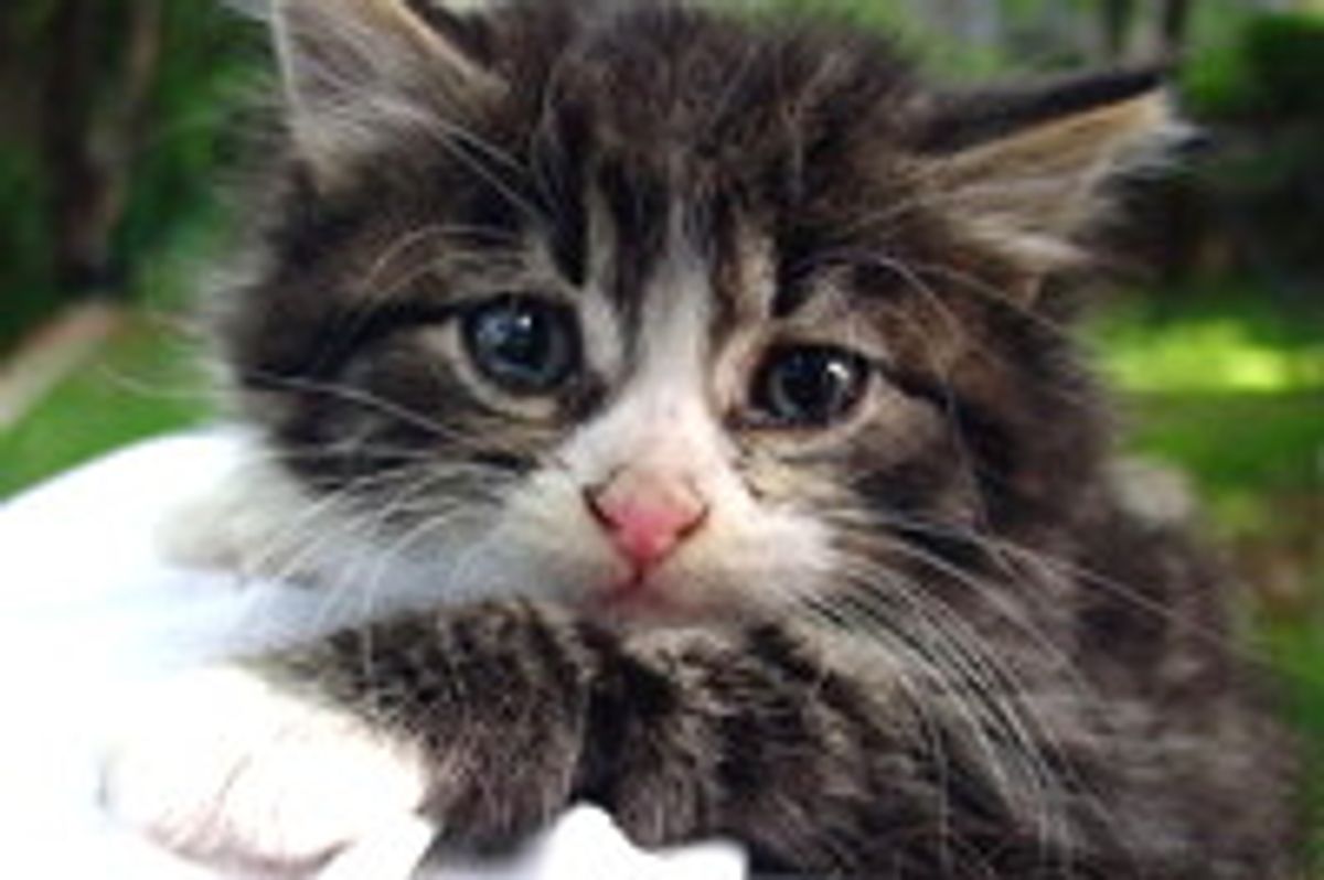 Buster the Feral Rescue: Then & Now
