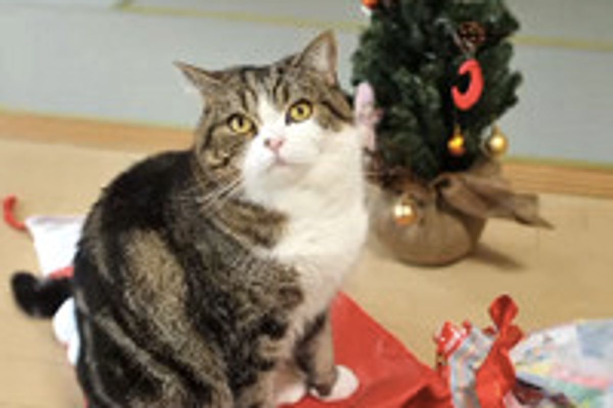 Maru Plays With His Christmas Present