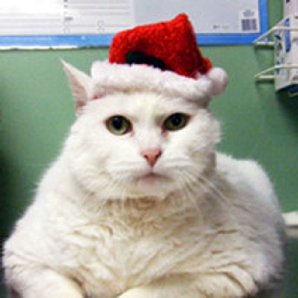 Anonymous Donor Pays Adoption Fee for Shelter Cats, 6 Year Old Cody Finds Home Today