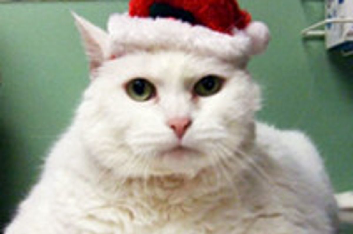 Anonymous Donor Pays Adoption Fee for Shelter Cats, 6 Year Old Cody Finds Home Today