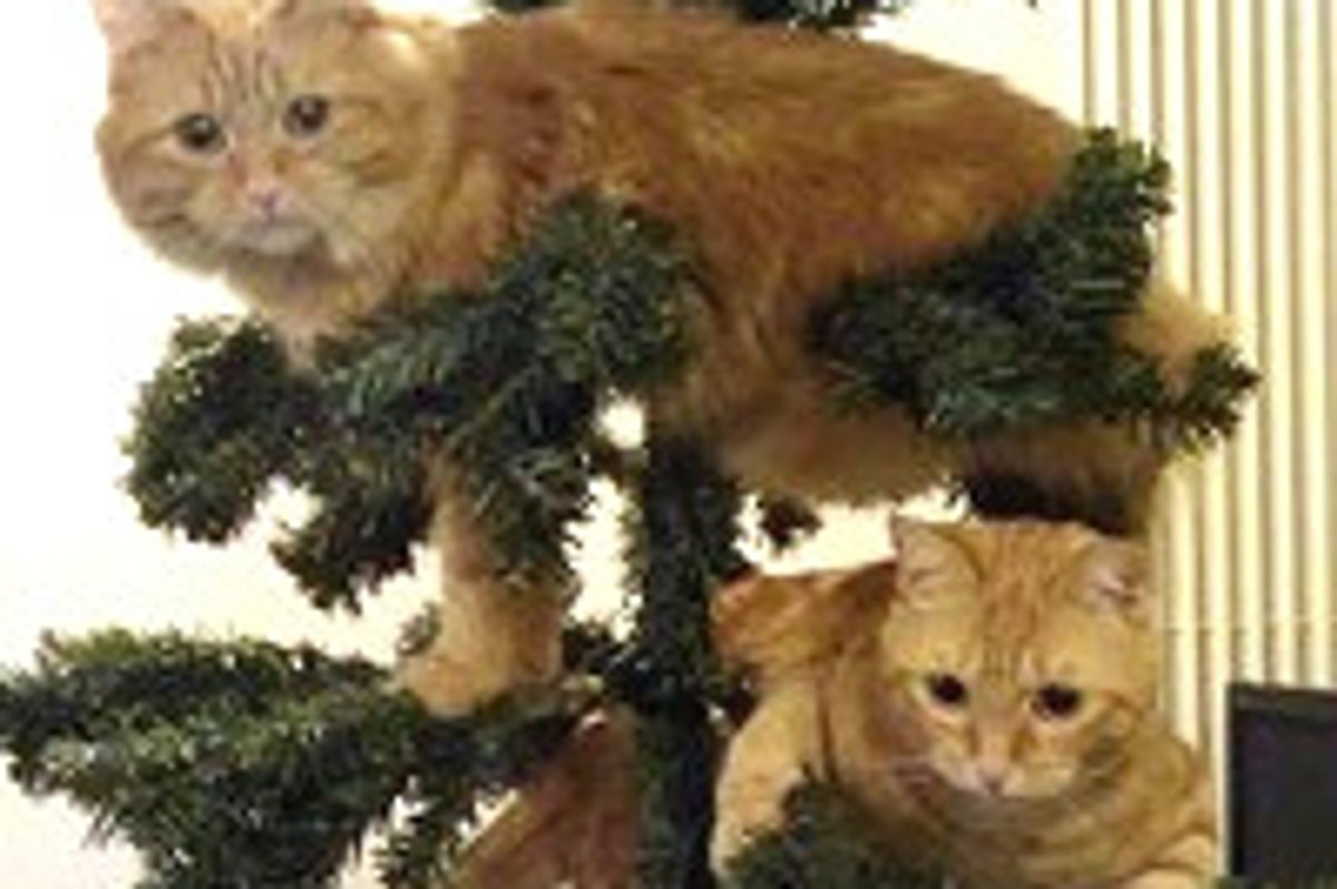 Kitties and Christmas Trees! Merry Christmas!