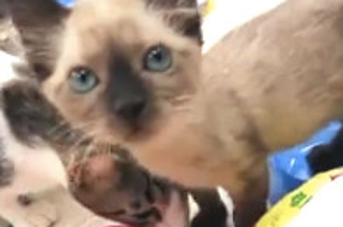 Shelter Cats Receive Christmas Gifts: Toys, Food and Forever Homes