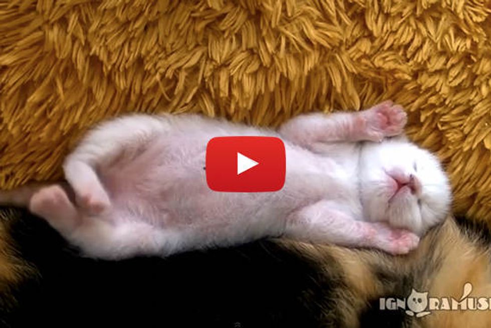 Sweet Dreams Sleepy Kitten
