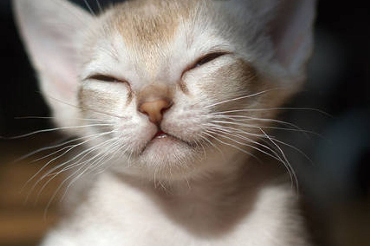 Big-eared Kitty is Pleased