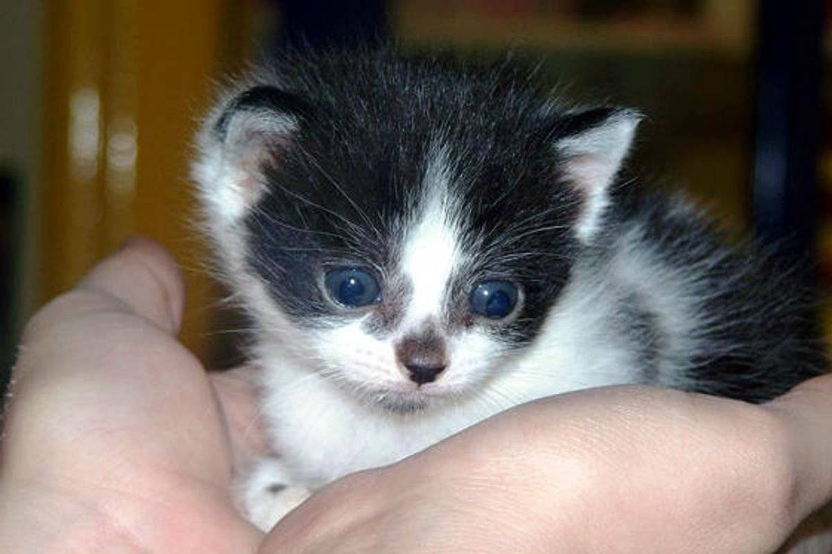 Itty Bitty Kitties Get a Second Chance