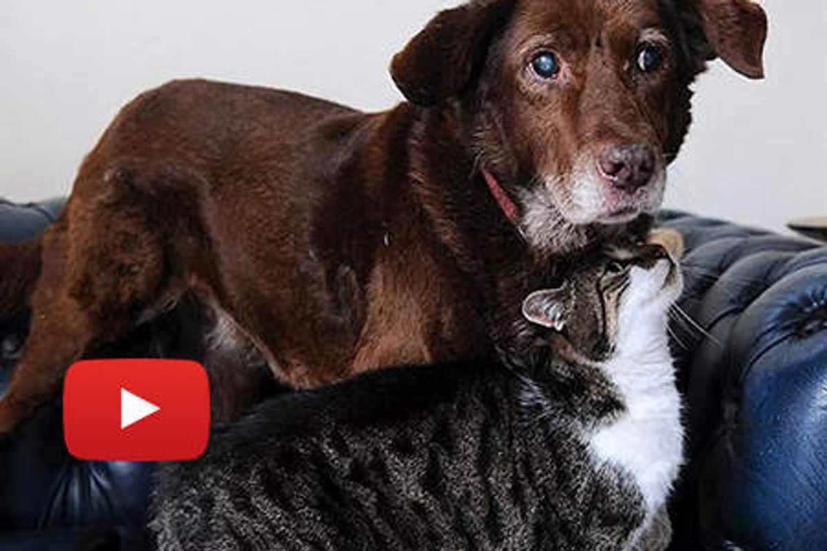 Stray Cat Guides Blind Dog: Best Friends
