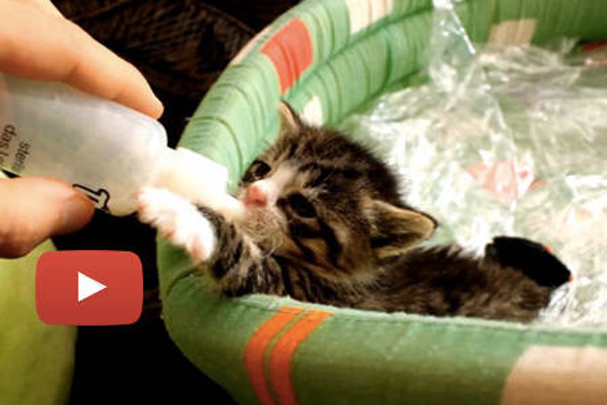 Nikita The Rescue Kitten