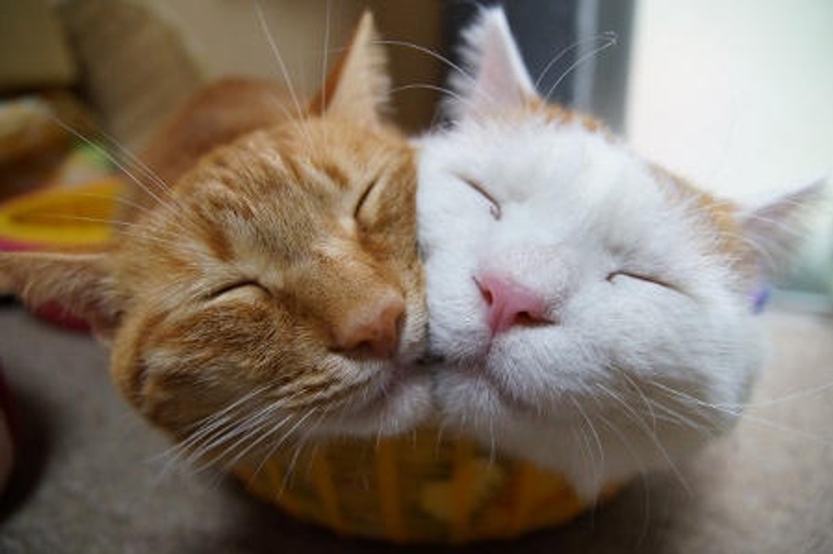Best Furiends