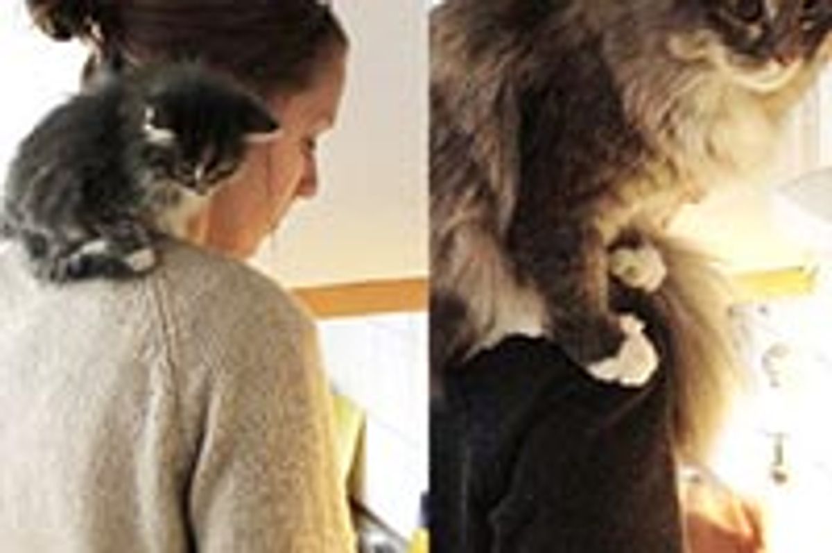 Fluffy Shoulder Cat: Then & Now