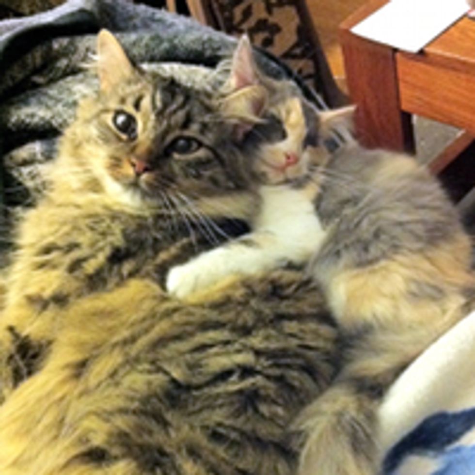 Tiny Kitten Snorgles with Big Kitty