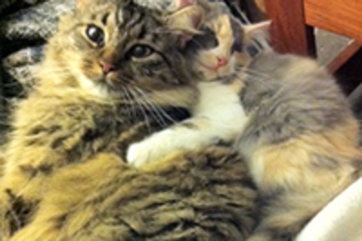 Tiny Kitten Snorgles with Big Kitty